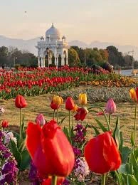 Tulips Show Management for Greenworks – Event Management & SEO by Majid ul Islam Tulips show management for Greenworks company in Islamabad – physical and online event management by Majid ul Islam, focusing on tulip growing and display